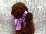 Toy Poodle Sevi̇mli̇ Yavrular Ev Üreti̇mi̇