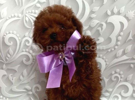 Toy Poodle Sevi̇mli̇ Yavrular Ev Üreti̇mi̇ görsel