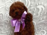TOY POODLE SEVİMLİ YAVRULAR EV ÜRETİMİ