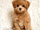 MALTİPOO CİNSİ YAVRULAR EV ÜRETİMİ