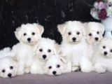 KAR BEYAZ MALTESE TERRİER CİNSLERİ