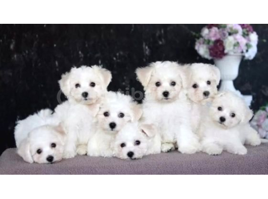 Kar Beyaz Maltese Terri̇er Ci̇nsleri̇