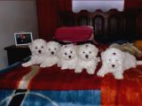 Kar Beyaz Maltese Terri̇er Ci̇nsleri̇