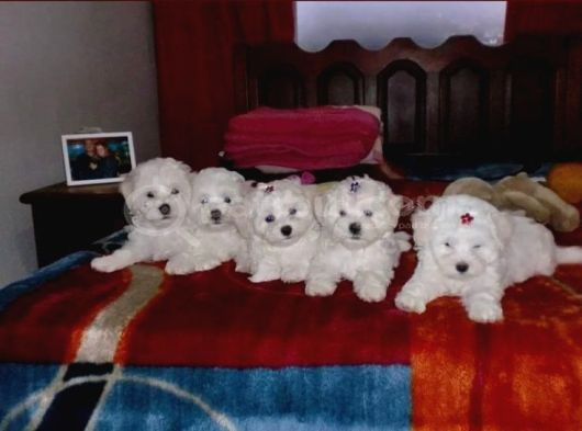 Kar Beyaz Maltese Terri̇er Ci̇nsleri̇ görsel