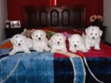 Kar Beyaz Maltese Terri̇er Ci̇nsleri̇