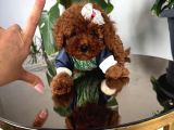 Poodle Irk Ve Sağlık Garantili