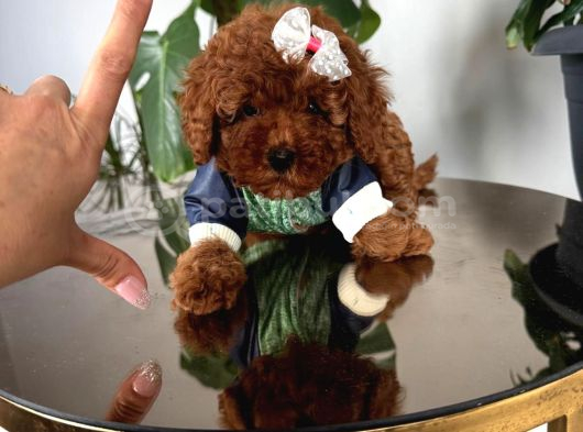 Poodle Irk Ve Sağlık Garantili görsel