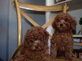 Ev Ortamında Büyüyen Mini Boy Red Brown Toy Poodle Yavrular