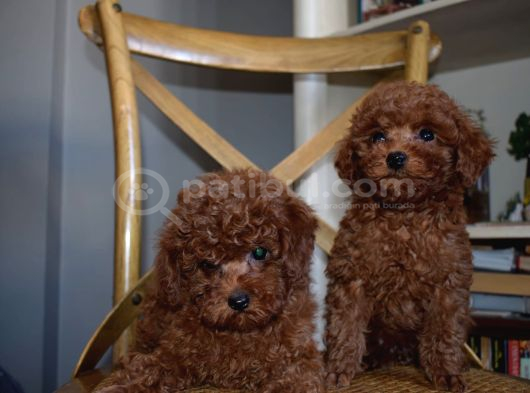 Ev Ortamında Büyüyen Mini Boy Red Brown Toy Poodle Yavrular görsel