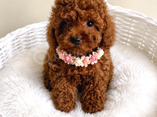 Oyuncu ve akıllı minik dost toy poodle yavrular