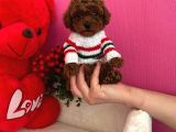Kore Kan Poodle Mini Yavrular