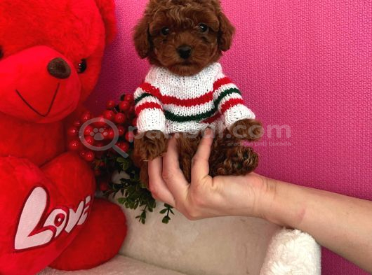 Kore Kan Poodle Mini Yavrular