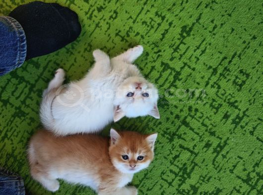 British Shorthair Golden Yavrularımız Yeni Yuvalarını Arıyor görsel