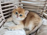 British Shorthair Golden Yavrularımız Yeni Yuvalarını Arıyor