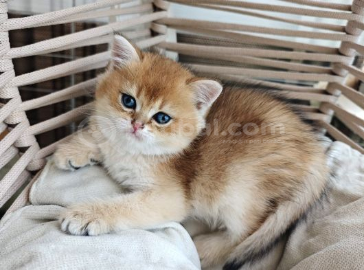 British Shorthair Golden Yavrularımız Yeni Yuvalarını Arıyor