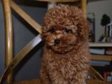 Ev Ortamında Büyüyen Mini Boy Red Brown Toy Poodle Yavrular