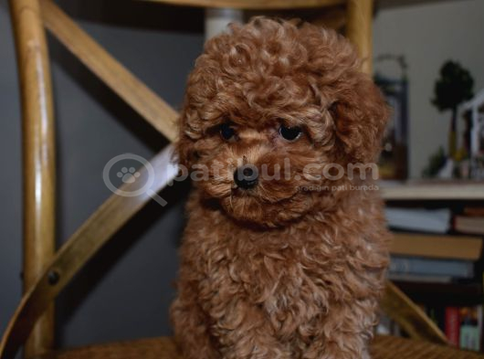 Ev Ortamında Büyüyen Mini Boy Red Brown Toy Poodle Yavrular