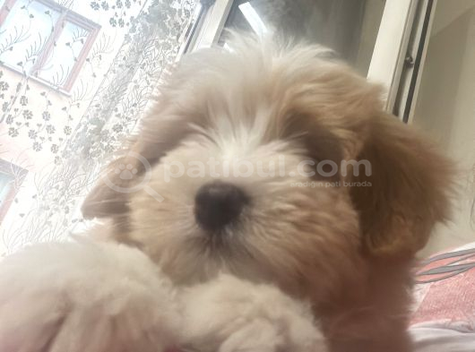 Maltipoo Kızım Lexa