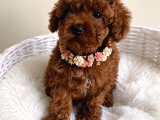 Oyuncu Ve Akıllı Minik Dost Toy Poodle Yavrular