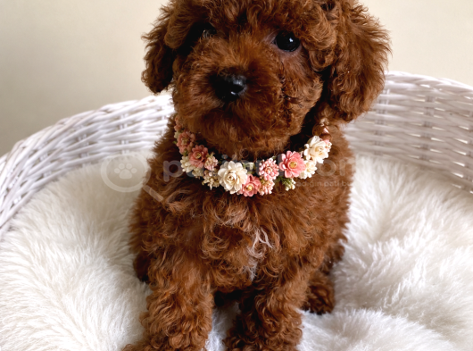 Oyuncu Ve Akıllı Minik Dost Toy Poodle Yavrular görsel