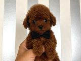 En küçük boyut teacup poodle yavrular