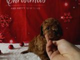 Kore Baby Face Poodle Bebekleri̇mi̇z