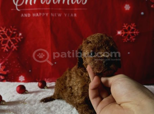 Kore Baby Face Poodle Bebekleri̇mi̇z görsel