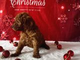 Kore Baby Face Poodle Bebekleri̇mi̇z