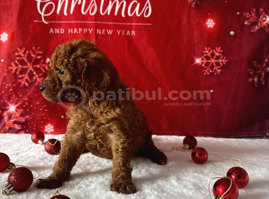 Kore Baby Face Poodle Bebekleri̇mi̇z görsel