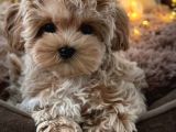 Türkiyenin Tek Mikro Teacup Kore Maltipoo Yavruları