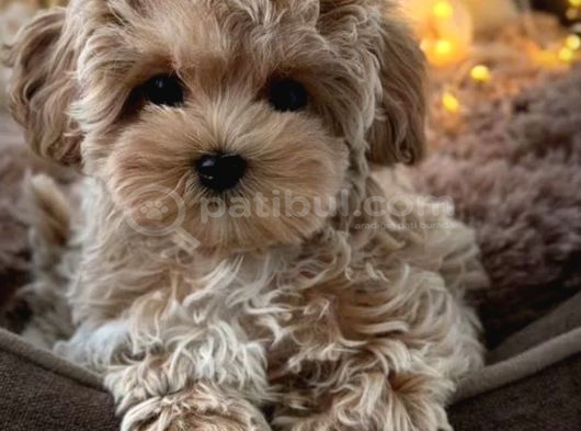 Türkiyenin Tek Mikro Teacup Kore Maltipoo Yavruları görsel