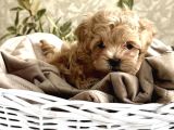 Türkiyenin Tek Mikro Teacup Kore Maltipoo Yavruları
