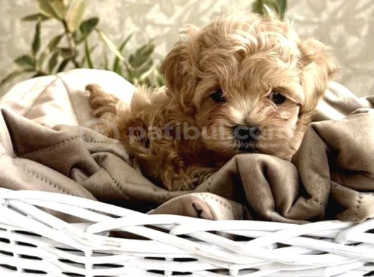 Türkiyenin Tek Mikro Teacup Kore Maltipoo Yavruları görsel