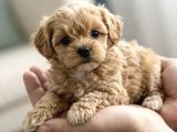 Türkiyenin Tek Mikro Teacup Kore Maltipoo Yavruları