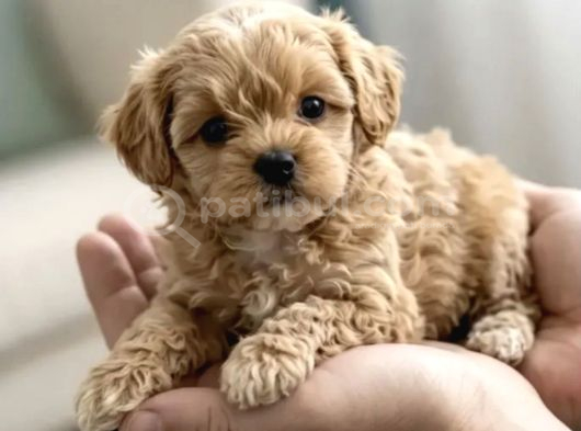Türkiyenin Tek Mikro Teacup Kore Maltipoo Yavruları görsel