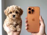 Türkiyenin tek mikro teacup kore maltipoo yavruları