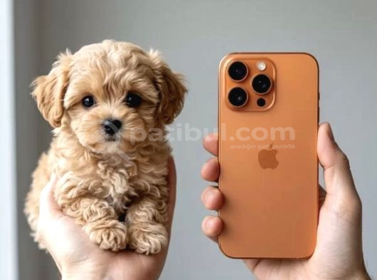 Türkiyenin tek mikro teacup kore maltipoo yavruları
