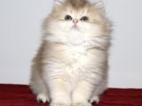 British Longhair Golden
