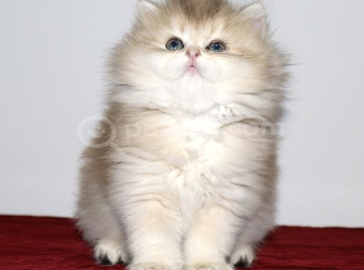 British Longhair Golden