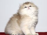 British Longhair Golden