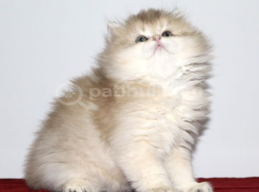 British Longhair Golden görsel