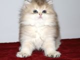 British Longhair Golden