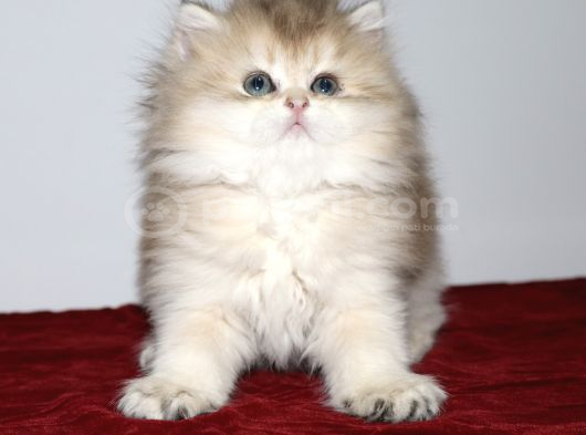 British Longhair Golden görsel