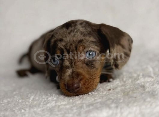 Minyatür Sağlıklı Ve Safkan Dachund Yavrular görsel