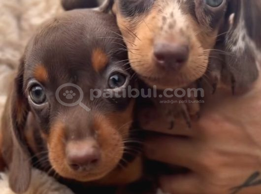 Minyatür Sağlıklı Ve Safkan Dachund Yavrular görsel