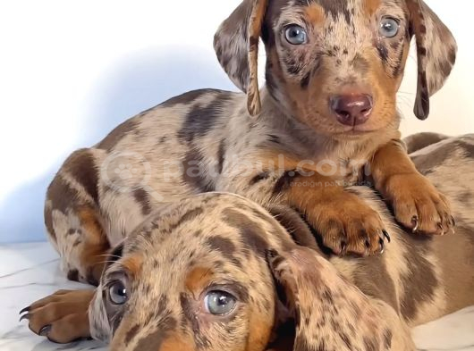 Minyatür Sağlıklı Ve Safkan Dachund Yavrular