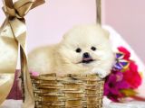 Pomeranian Boo Yavrular