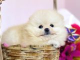 Pomeranian Boo Yavrular