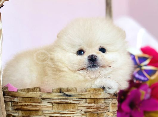 Pomeranian Boo Yavrular görsel