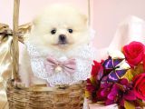 Pomeranian Boo Yavrular
